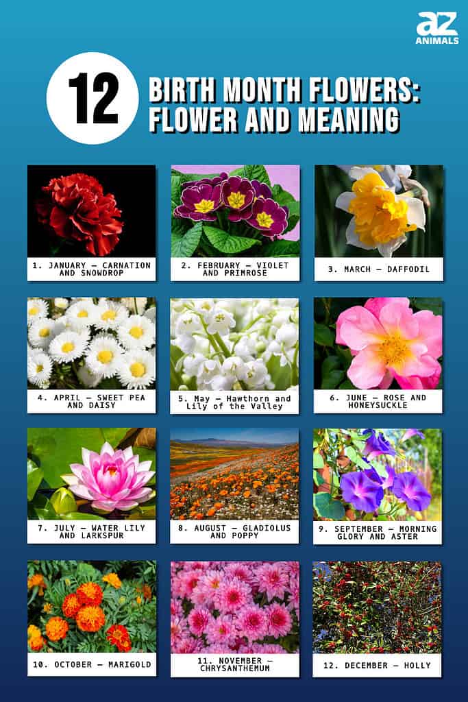 Exploring the Concept of Birth Flowers in Astrology